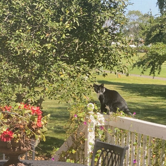 Meet your Posher, Inez - Picture 3 of 5